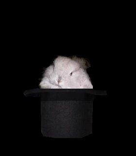 galera conejo galera conejo