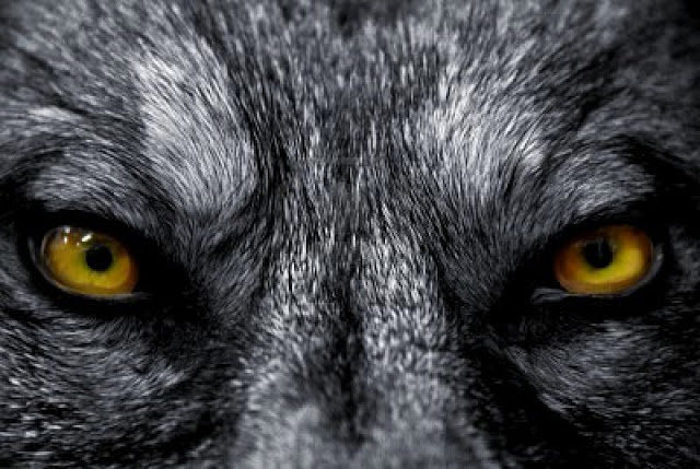 2134981-beautiful-eyes-of-a-wild-wolf-dangerous-mammal