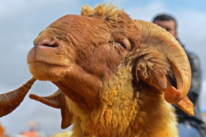 EL MACHO CABRÍO DE PARABIENES...