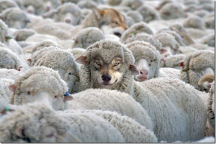 defensa-lobo-ovejas_thumb[1]