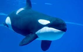 6) Orca