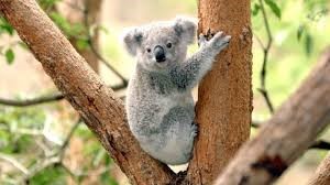 7) Koala