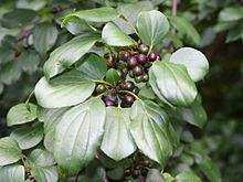 Fruto Rhamnus